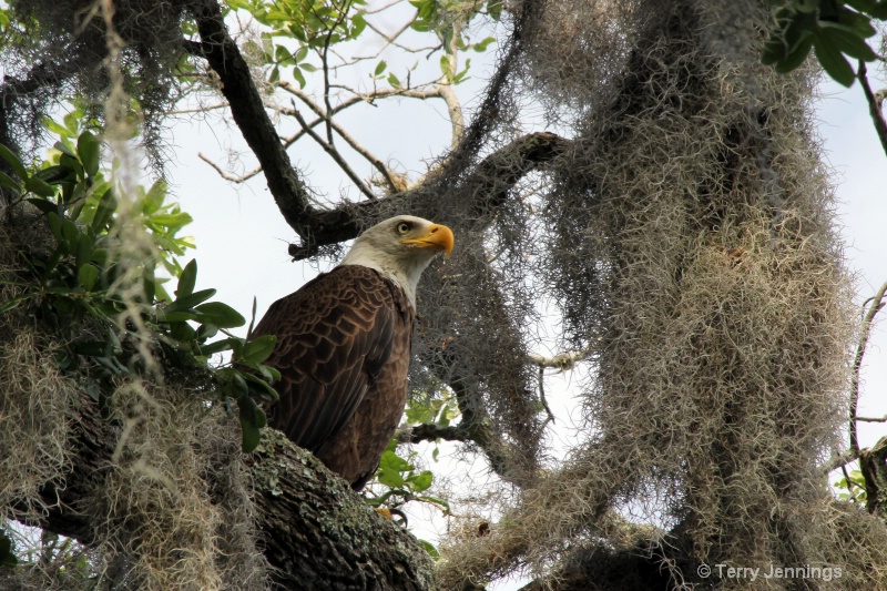 Eagle of Alpine Groves - ID: 12890607 © Terry Jennings