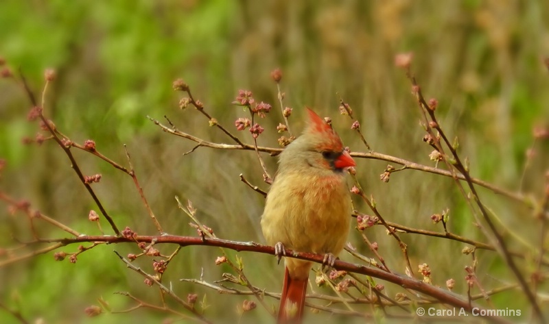 Female Cardinal on a windy day