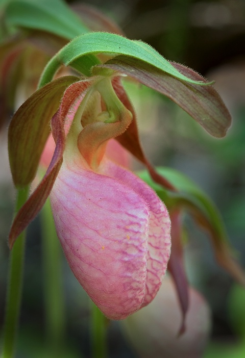 Pink Lady Slipper 4, Smoky Mountains - ID: 12890931 © Donald R. Curry