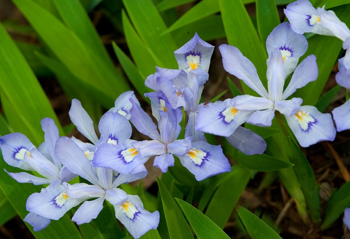 Wild Iris, Smoky Mountains - ID: 12890938 © Donald R. Curry