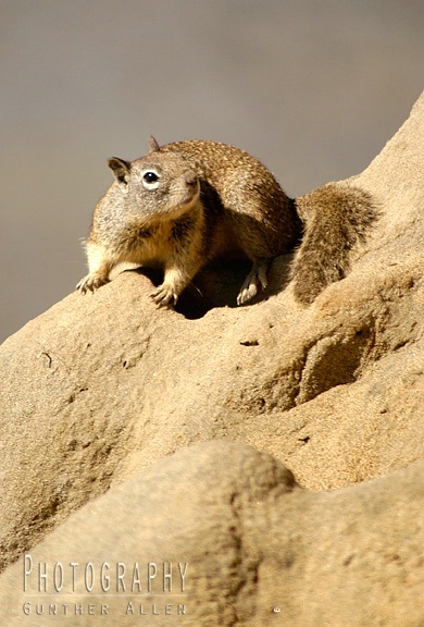 Angry Ground Squirrel 