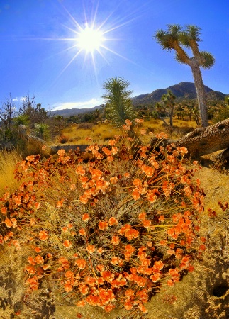 SPRING COLORS IN THE DESERT