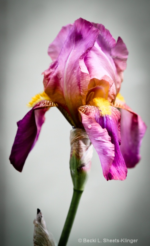 Spring Iris