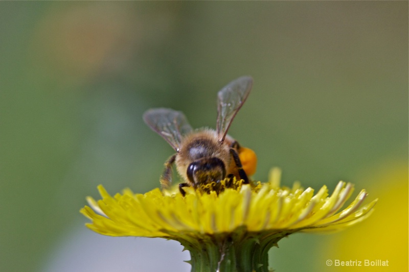 Bee dip in pollen