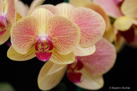 Orchids for Easter