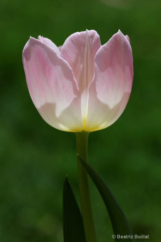 The pink tulip.