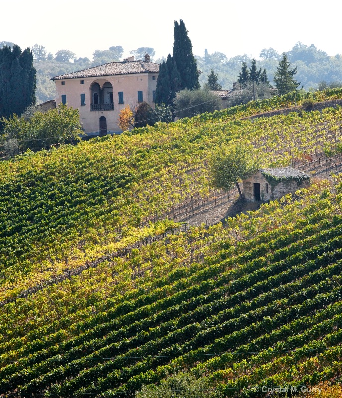 A Vinyard in Tuscany