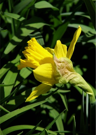 March's Birth Flower