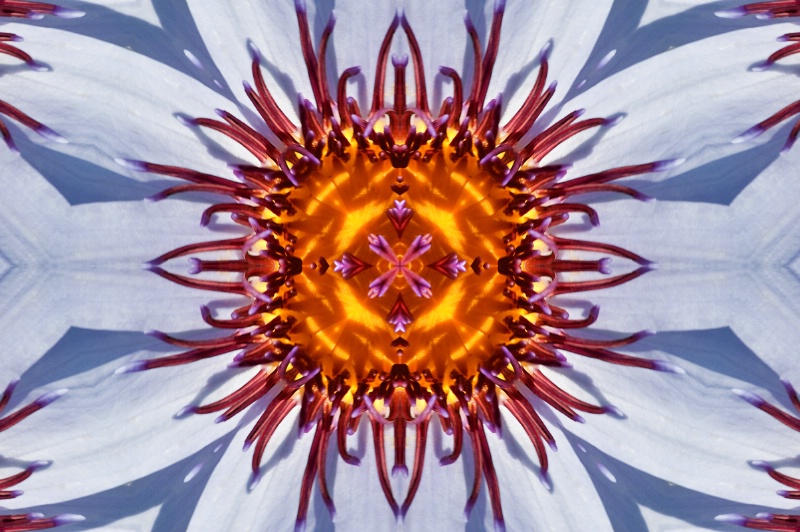 LG Water Lily--Kaleidoscope