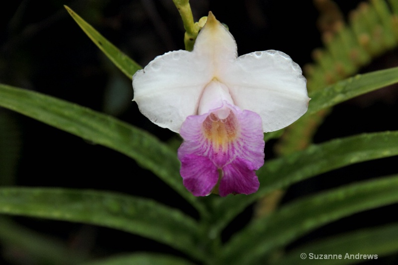 Wild ORchid - ID: 12897533 © Suzanne Andrews