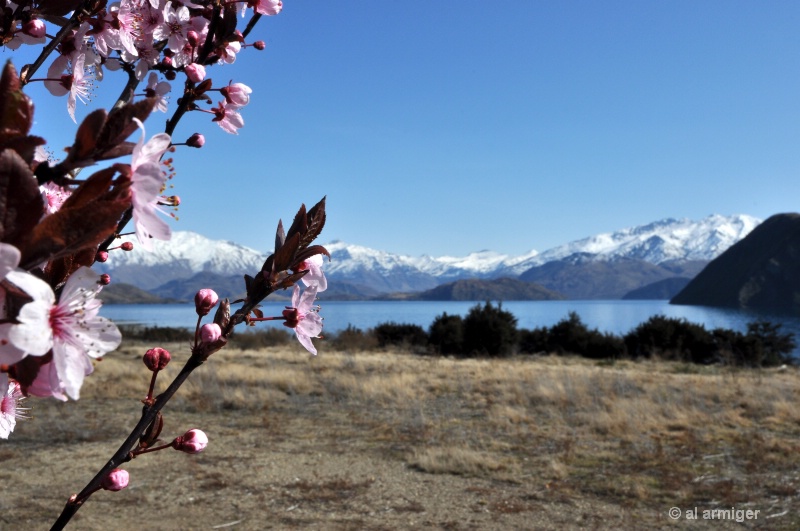 Spring at Lake Wananaka Central Otago New Zealand - ID: 12897945 © al armiger