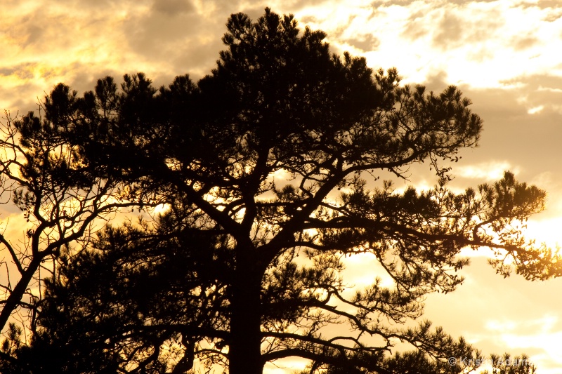 Backlit Tree at Sunset