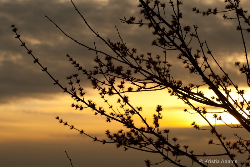 Spring Buds at Sunset