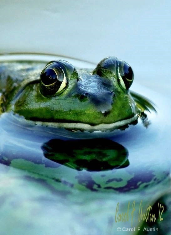 Frog Watching You Watching Me