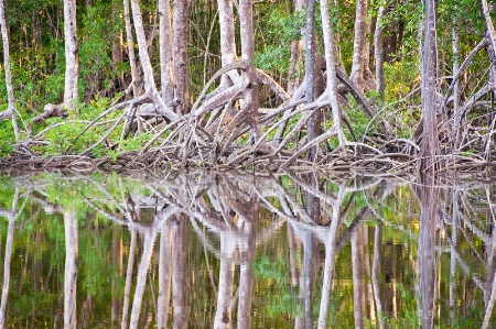 mangrove 