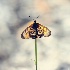 2butterfly flower - ID: 12899977 © Debbie Hartley