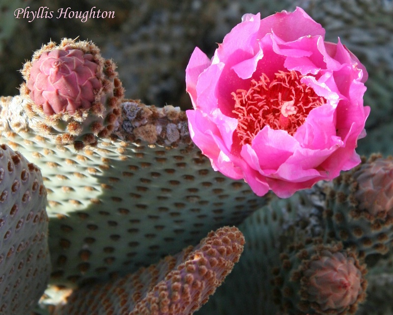Beavertail Cactus 