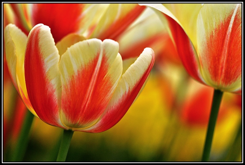 Tulip - ID: 12900291 © VISHVAJIT JUIKAR