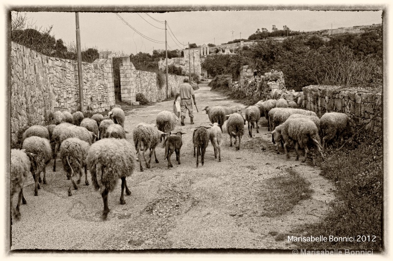 Tending to his sheep in rural malta