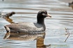 American Coot