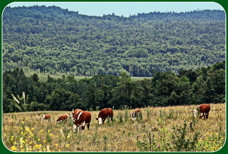 Adirondack farmland