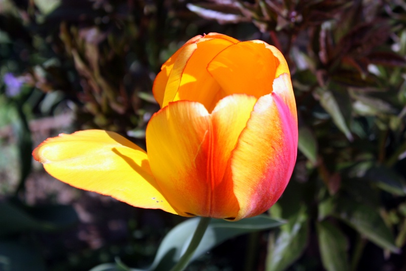 Yellow and Pink Tulip
