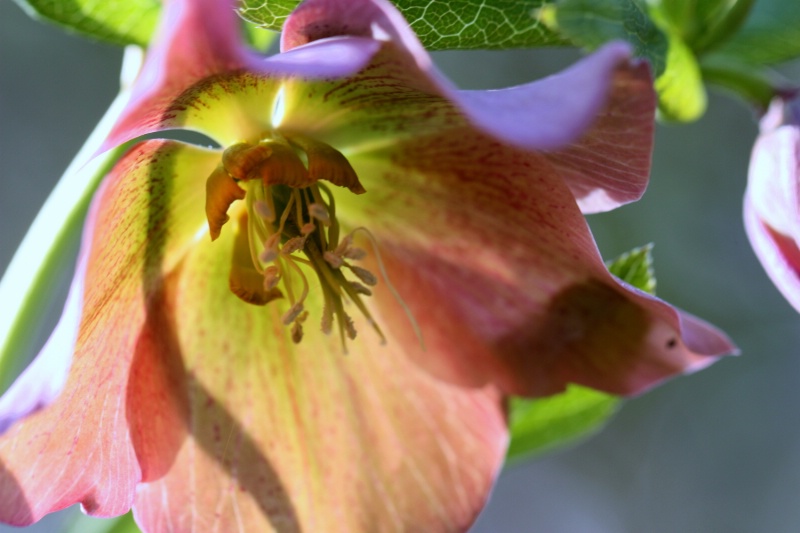 Transparent Flower