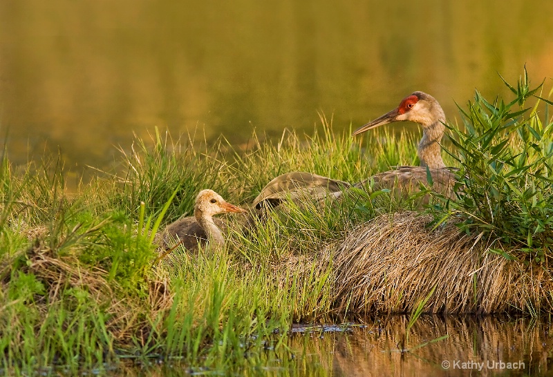 Sandhill Crane at Nest