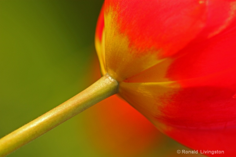 Tulip Time