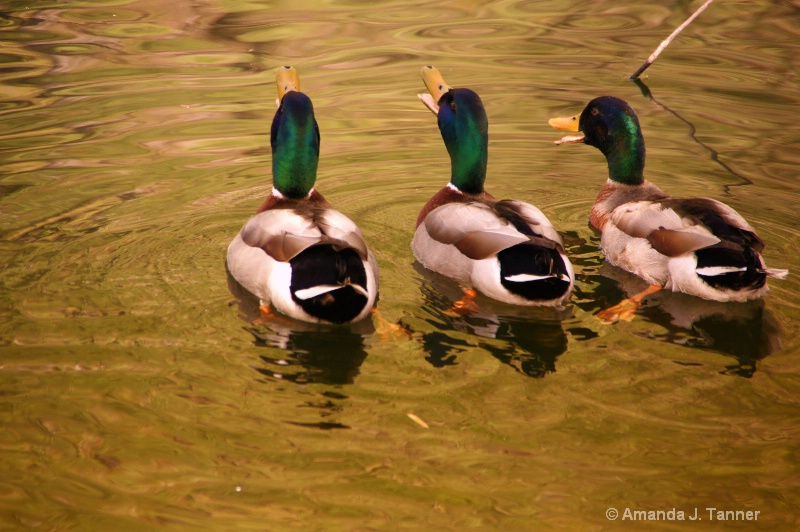 Singing Trio 