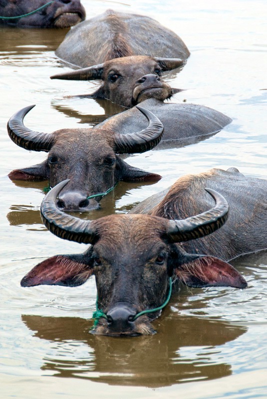 Water Buffalo