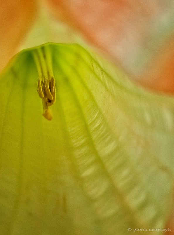Angel's trumpet flower, FL - ID: 12902722 © Gloria Matyszyk