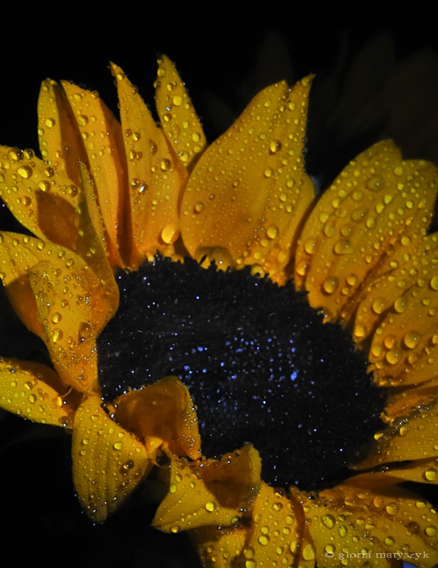 Water drops on a sunflower - ID: 12902725 © Gloria Matyszyk