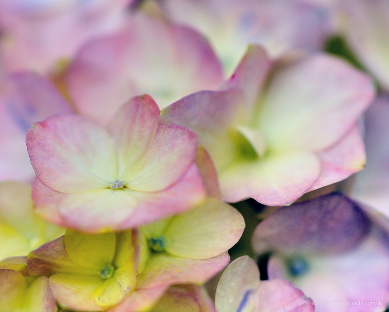 Multi-color hydrangea; Longwood Gardens, PA - ID: 12902728 © Gloria Matyszyk