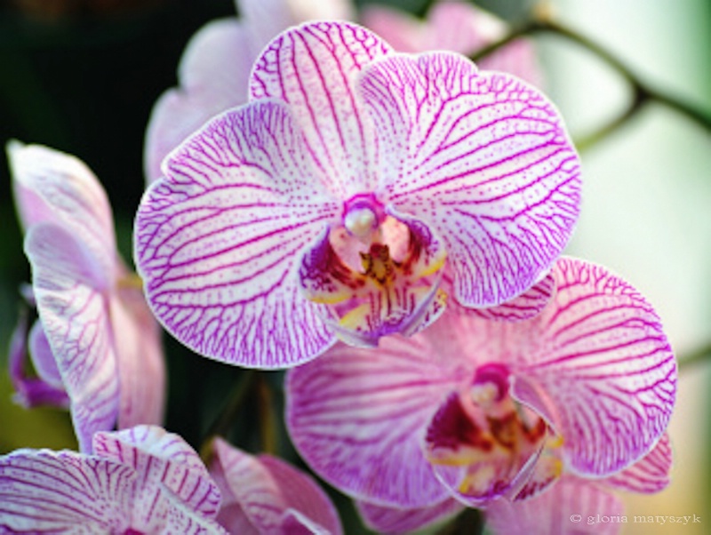 Striped phalenopsis orchid, St. Petersburg, FL