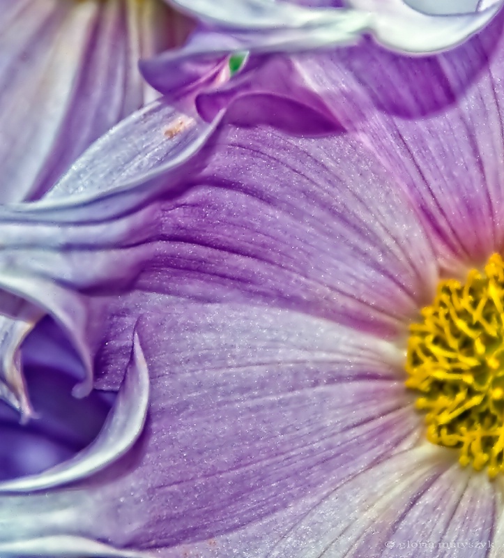 Purple flower, Melbourne, Australia - ID: 12902737 © Gloria Matyszyk
