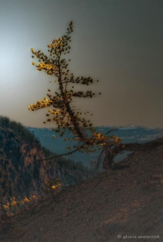Solitary Tree, Yellowstone National Park, USA