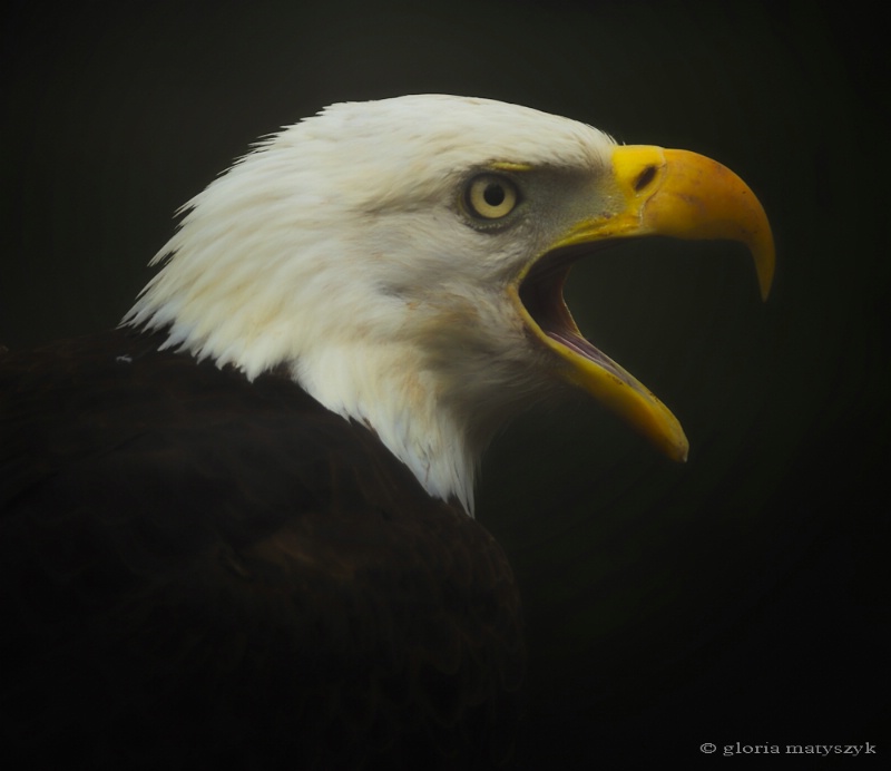 Bald Eagle, Tampa, FL - ID: 12902748 © Gloria Matyszyk