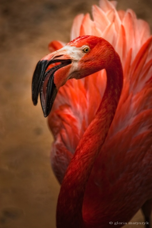 Pink Flamingo, Tampa. FL - ID: 12902749 © Gloria Matyszyk
