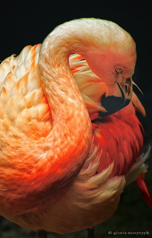 Pink Flamingo, Tampa, FL - ID: 12902886 © Gloria Matyszyk