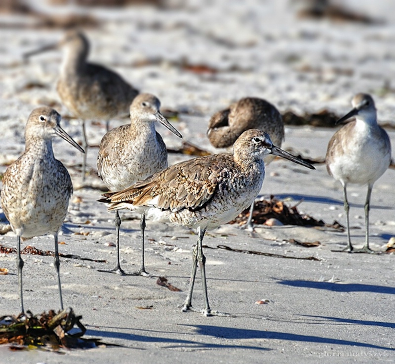 Willett flock, Treasure Island, FL - ID: 12902887 © Gloria Matyszyk