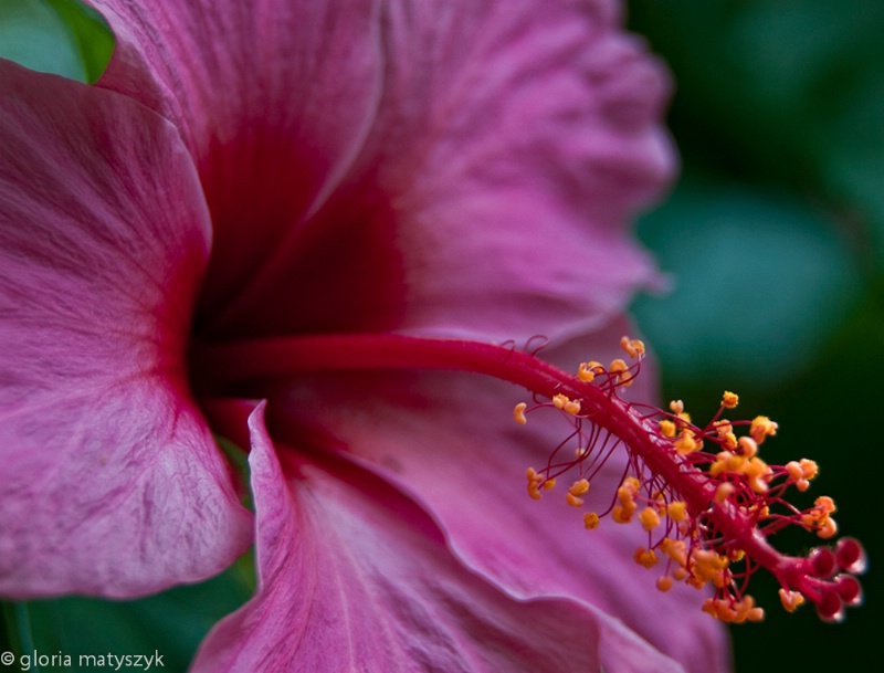 Pink Hibiscus, Florida - ID: 12902927 © Gloria Matyszyk