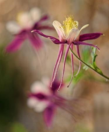 Wyoming Columbine