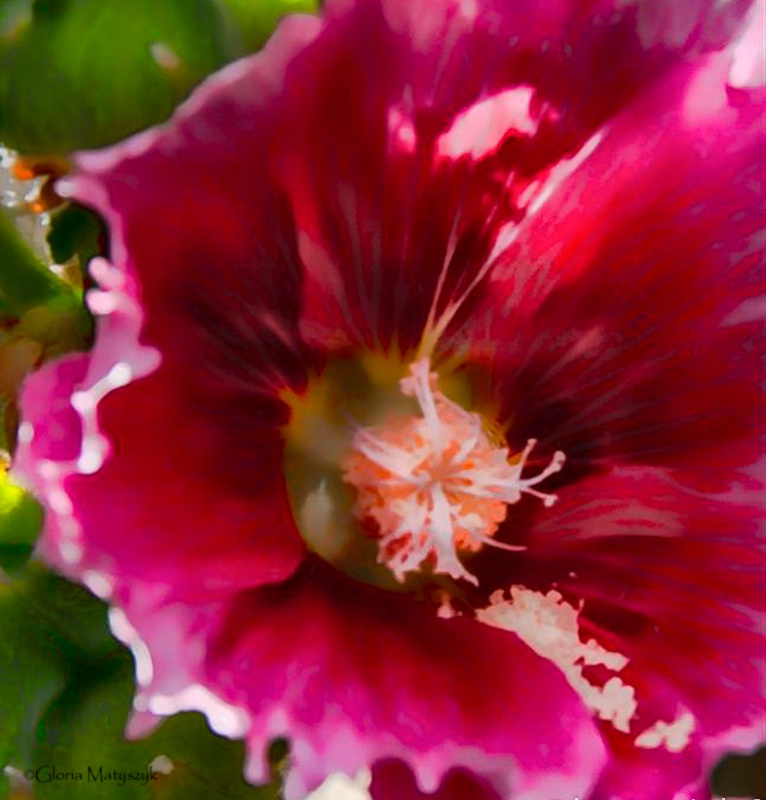 Hibiscus - ID: 12902941 © Gloria Matyszyk