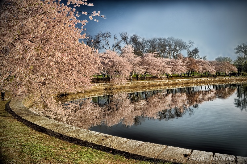 Cherry blossom reflections...
