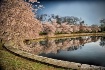 Cherry blossom re...