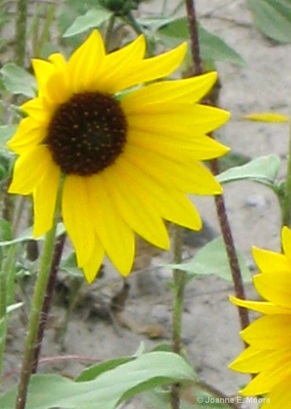 Yellow Sun Flower 4