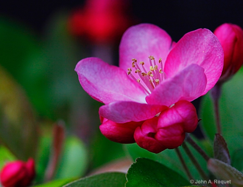 Signs of Spring -- Apple Blossom Time - ID: 12904257 © John A. Roquet