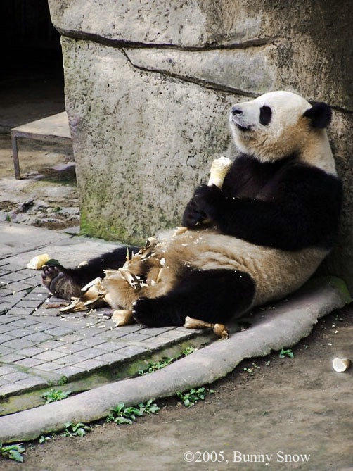 Day 16 Panda House in Chongqing Zoo