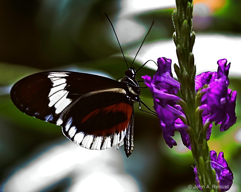Longwing Butterfly - ID: 12904300 © John A. Roquet